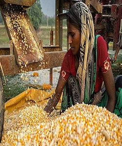 MAIZE SEEDS